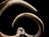 Изделия из бивня мамонта могут быть детскими игрушками — археологи